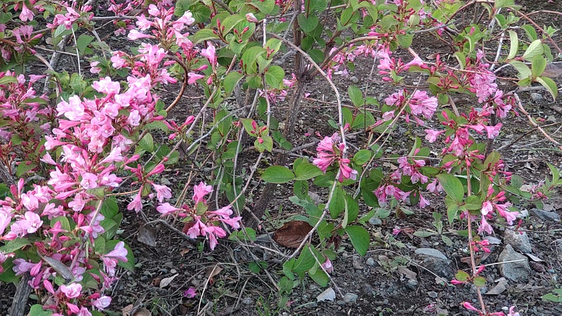 オオベニウツギの花 東京都大田区平和島公園