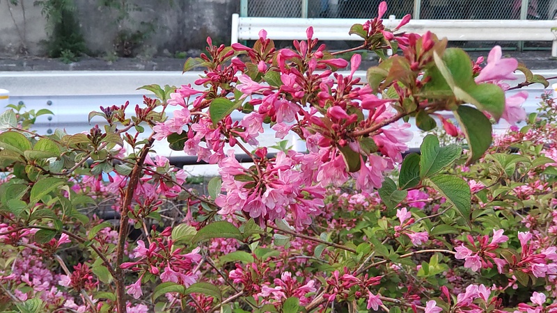 オオベニウツギの花 東京都大田区平和島公園