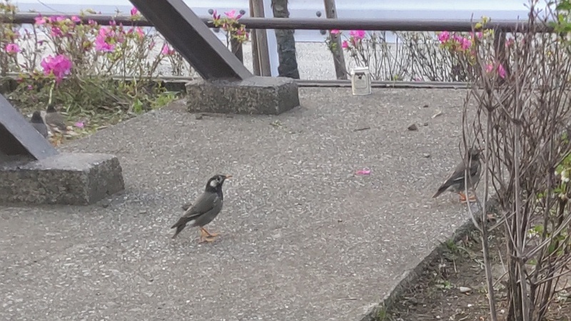 ムクドリ 東京都大田区平和の森公園