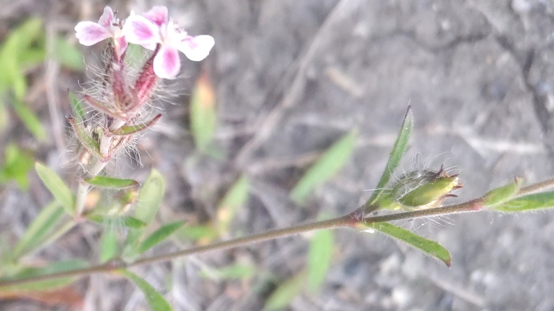 マンテマの花 東京都大田区平和島公園
