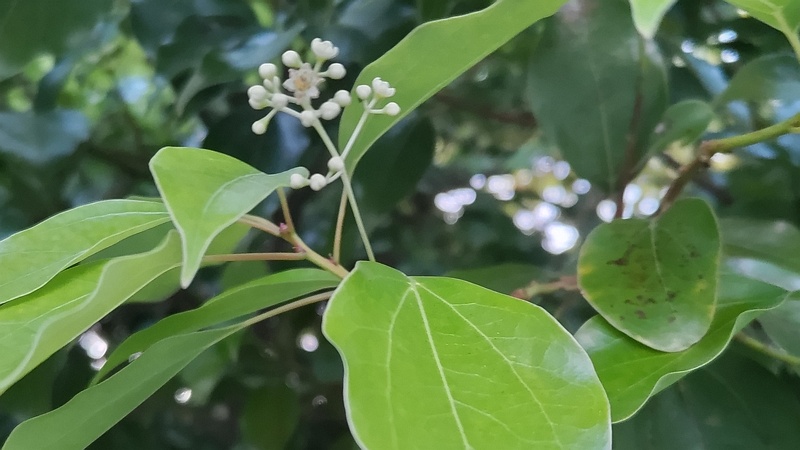 クスノキの花 東京都大田区平和の森公園