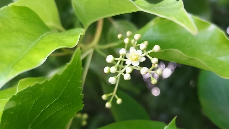 クスノキの花 東京都大田区平和の森公園