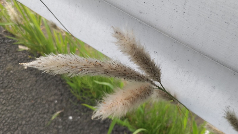 チガヤ 東京都大田区平和島公園