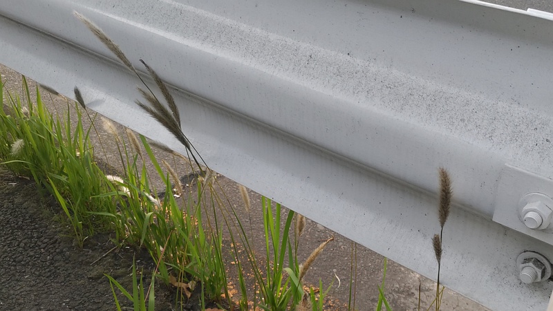 チガヤ 東京都大田区平和島公園