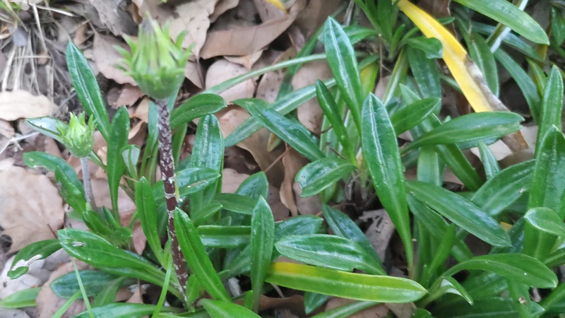 ガザニアの蕾 東京都大田区平和の森公園