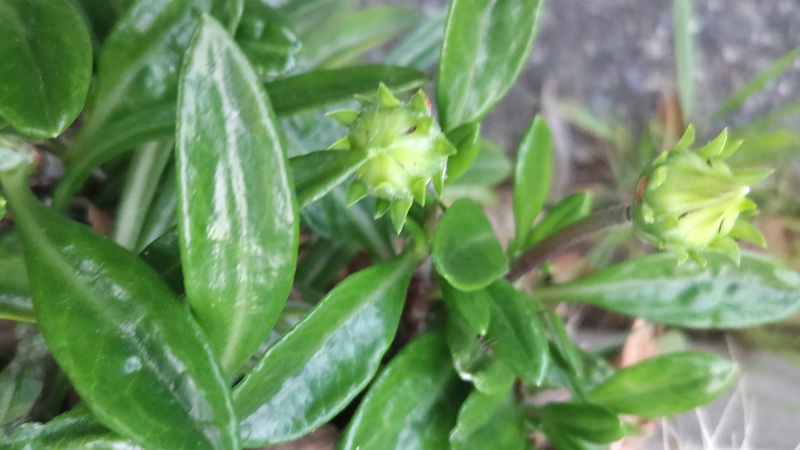 ガザニアの蕾 東京都大田区平和の森公園