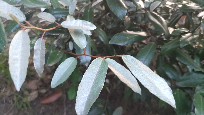 ナワシログミ 東京都大田区平和の森公園