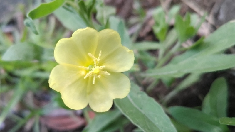 コマツヨイグサの花 東京都大田区平和の森公園