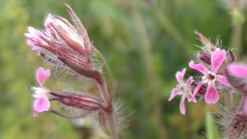 マンテマの花 東京都大田区平和島公園