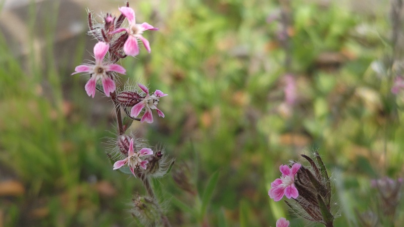 マンテマの花 東京都大田区平和島公園