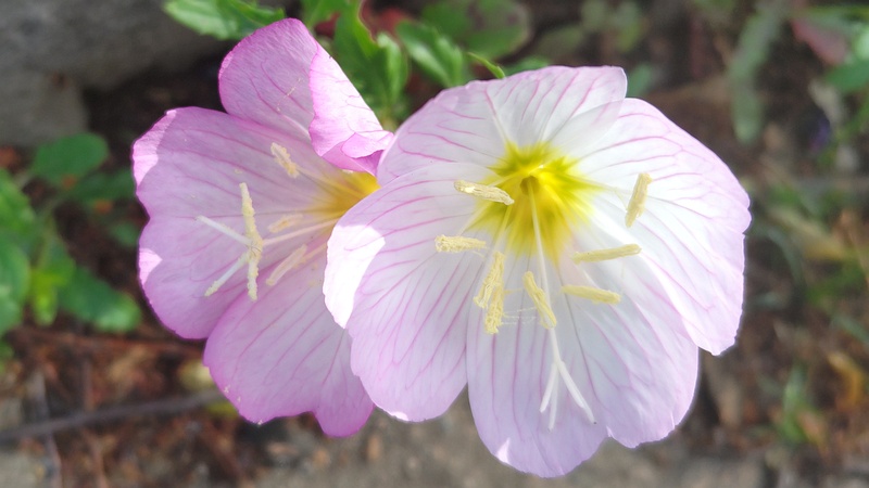 ヒルザキツキミソウの花 東京都大田区平和の森公園
