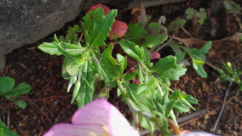 ヒルザキツキミソウ 東京都大田区平和島公園