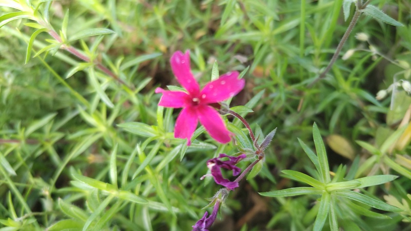シバザクラの花 東京都大田区平和島公園