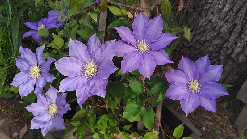 クレマチスの花 東京都大田区平和島公園