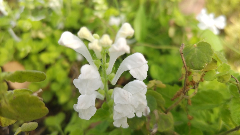 シロバナタツナミソウの花 東京都大田区平和島公園