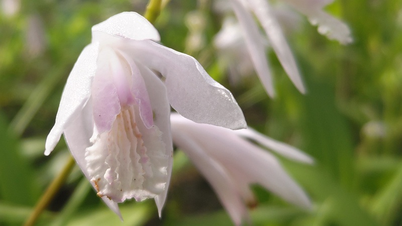 シランの花 東京都大田区平和島公園