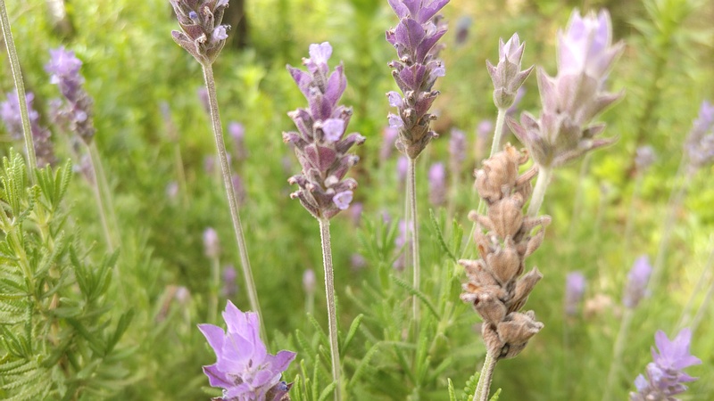 ラベンダーの花と果実 東京都大田区平和島公園