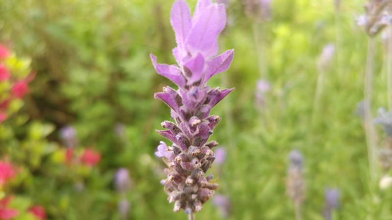 ラベンダーの花 東京都大田区平和島公園