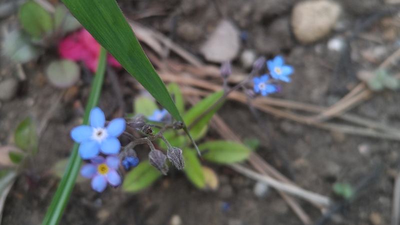 エゾムラサキの花 東京都大田区平和島公園