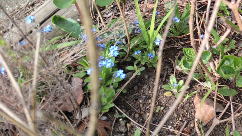 エゾムラサキの花 東京都大田区平和島公園