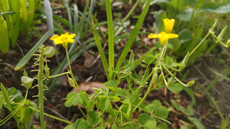 オッタチカタバミの果実 東京都大田区平和島公園