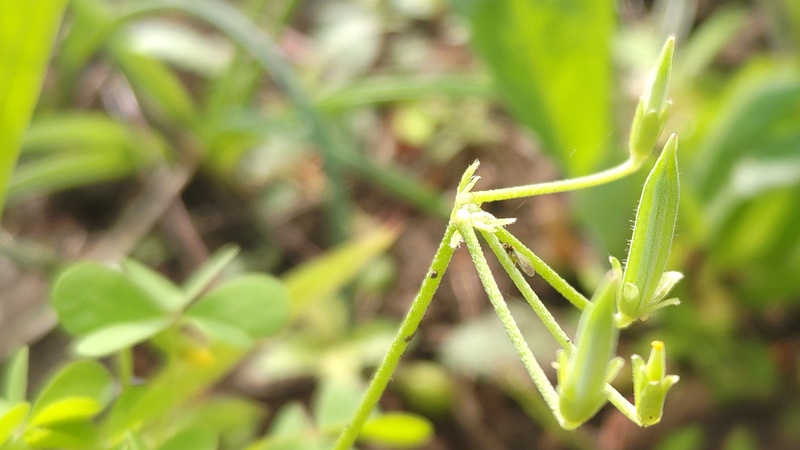 オッタチカタバミの果実 東京都大田区平和島公園