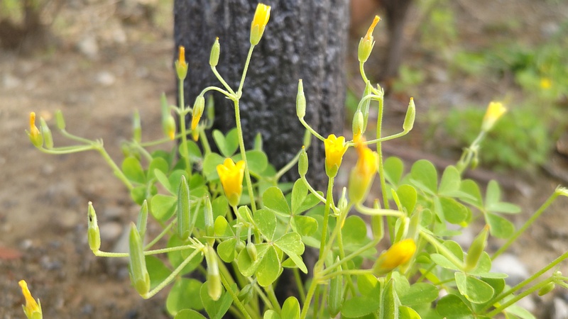 オッタチカタバミの果実 東京都大田区平和島公園