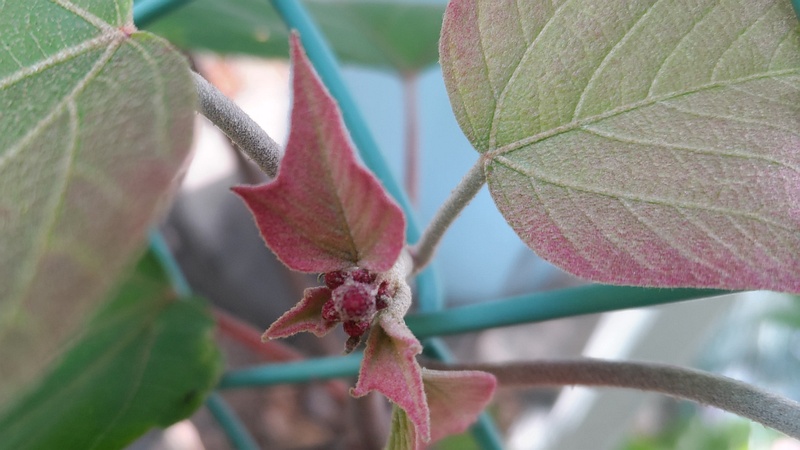 アカメガシワの蕾 東京都大田区平和島公園