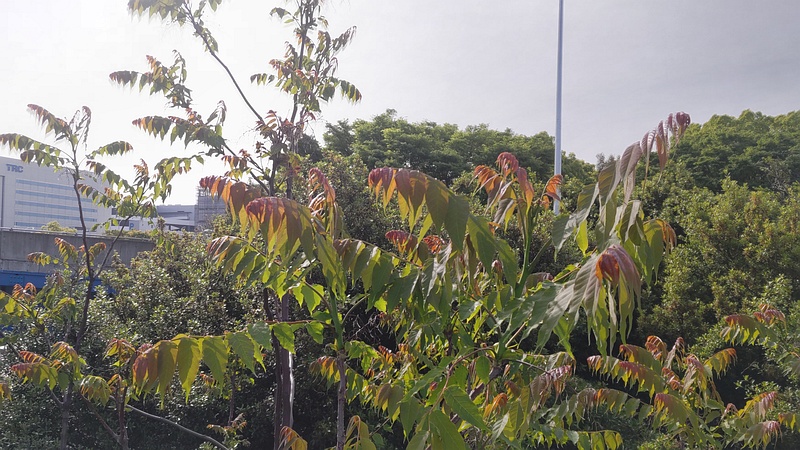 ニワウルシ 東京都大田区平和島公園