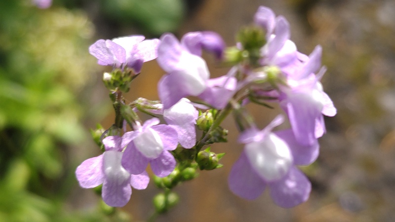 マツバウンランの花 東京都大田区平和島