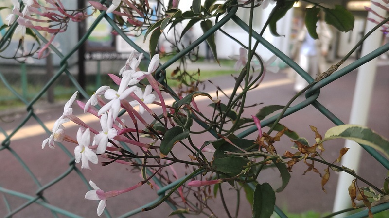 ハゴロモジャスミンの花 東京都大田区平和島