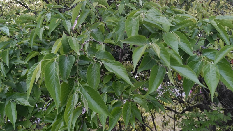 エノキ 東京都大田区平和島公園