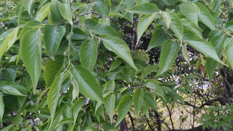エノキ 東京都大田区平和島公園