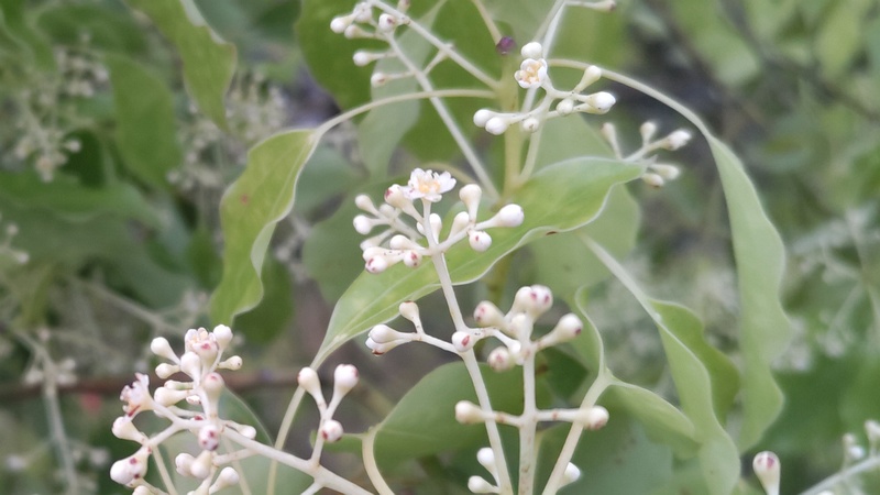 クスノキの花 東京都大田区平和島公園