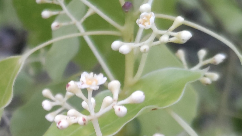 クスノキの花 東京都大田区平和島公園