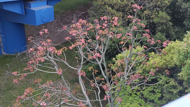 アオギリの若葉 東京都大田区平和島公園