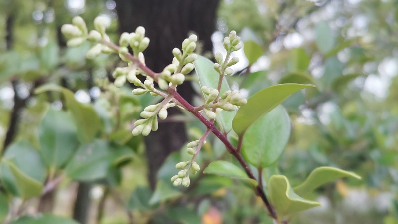 ネズミモチの蕾 東京都大田区平和島公園