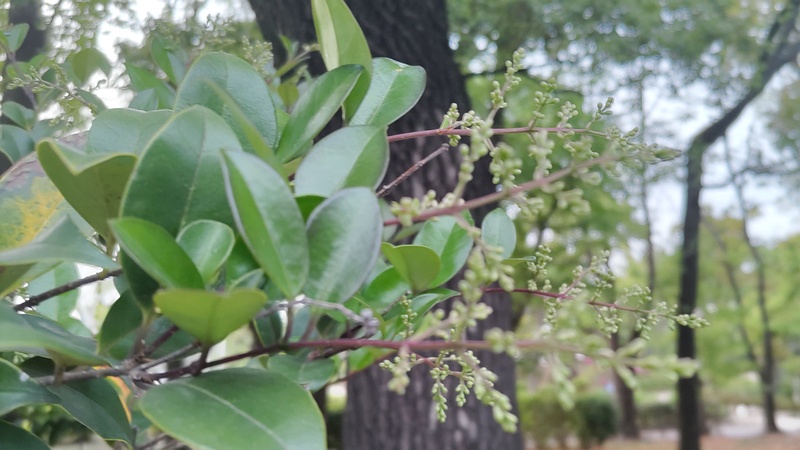 ネズミモチの蕾 東京都大田区平和島公園