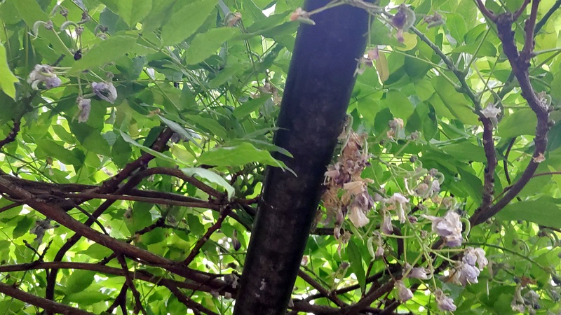 フジの果実 東京都大田区平和島公園