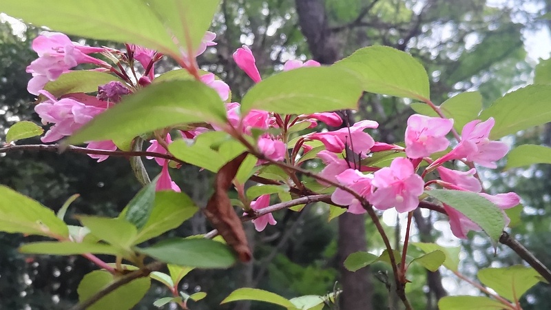 オオベニウツギの花 東京都大田区平和の森公園