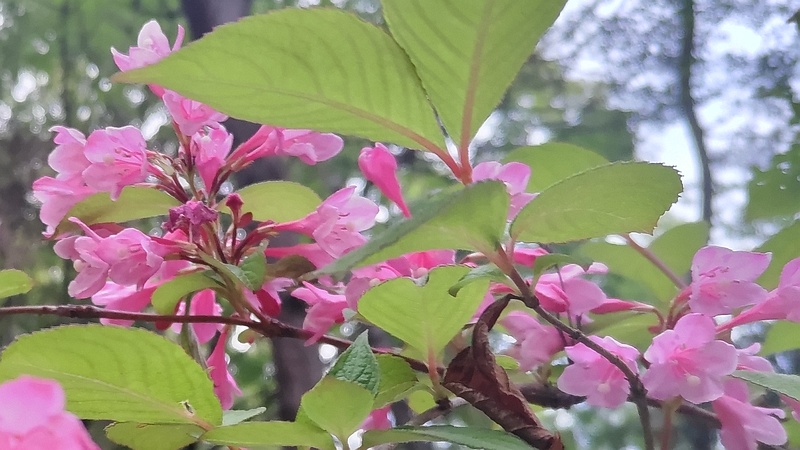 オオベニウツギの花 東京都大田区平和の森公園
