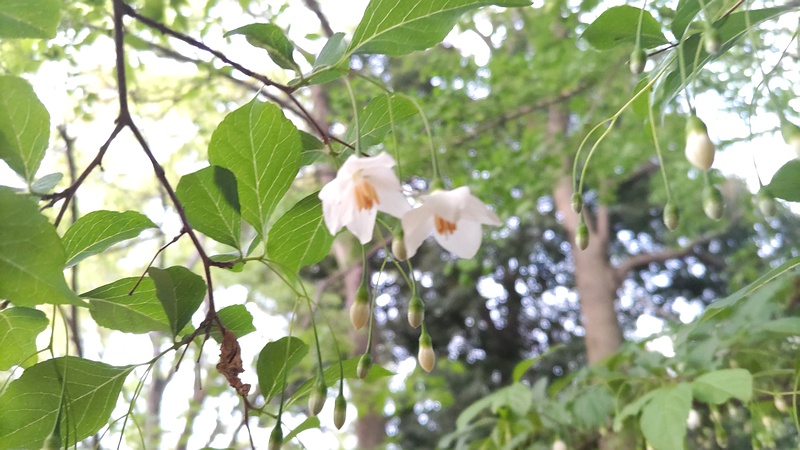 エゴノキの花 東京都大田区平和の森公園