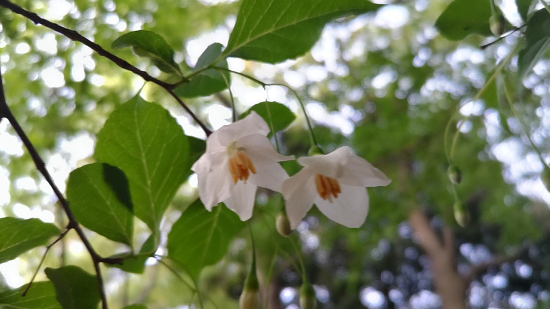 エゴノキの花 東京都大田区平和の森公園