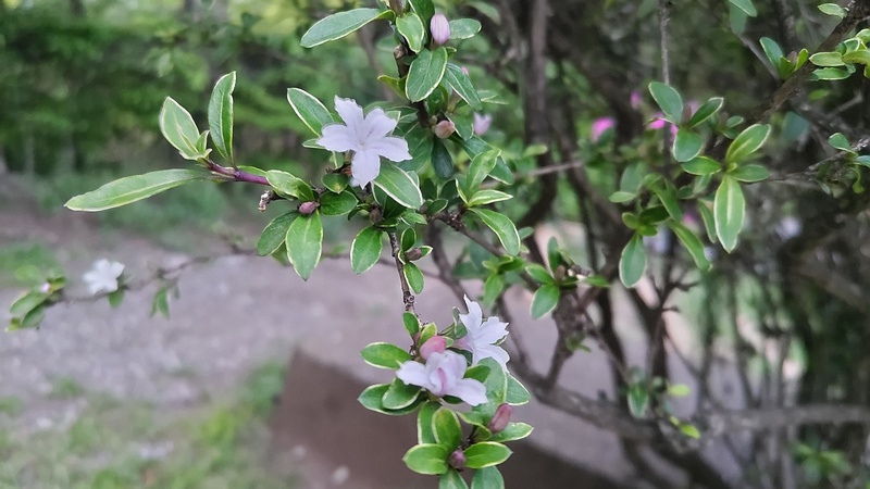 ハクチョウゲの花 東京都大田区平和の森公園