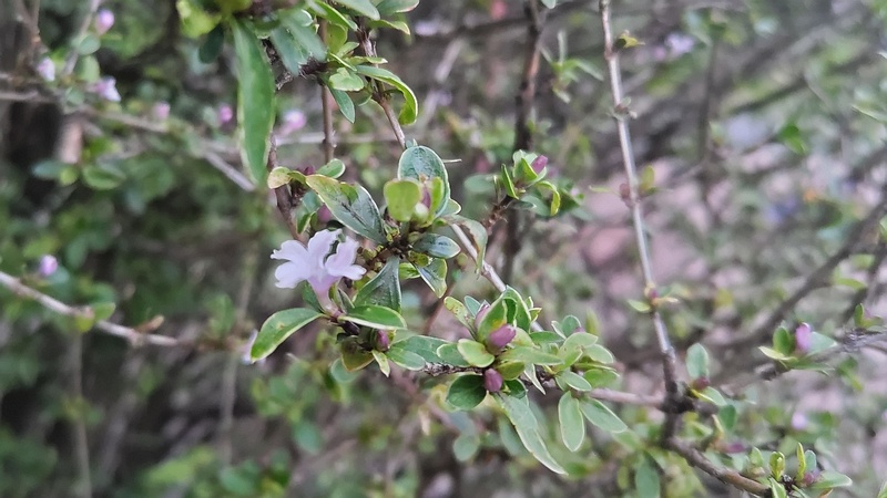 ハクチョウゲの花 東京都大田区平和の森公園