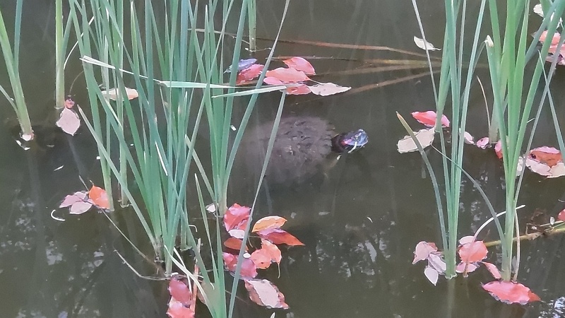 ミシシッピアカミミガメ 東京都大田区平和の森公園
