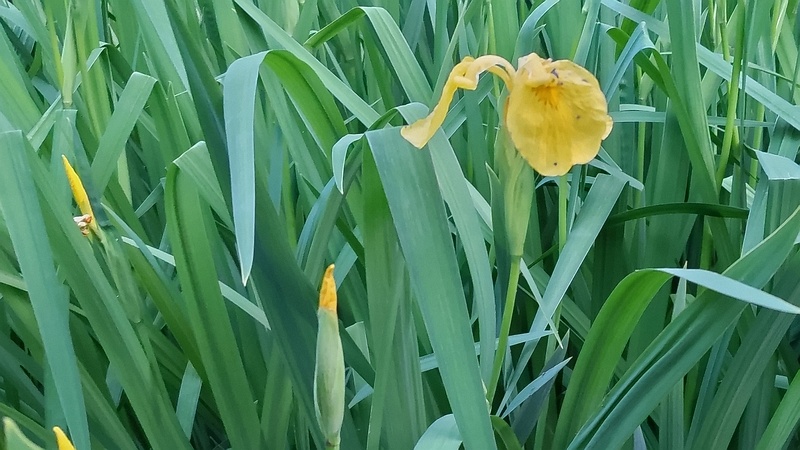 キショウブの蕾と花 東京都大田区平和の森公園