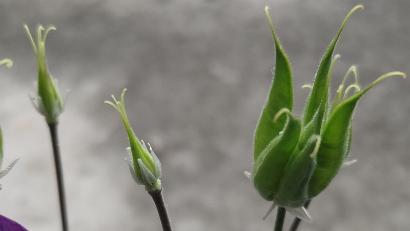 セイヨウオダマキの葉と果実 横浜市旭区中希望が丘