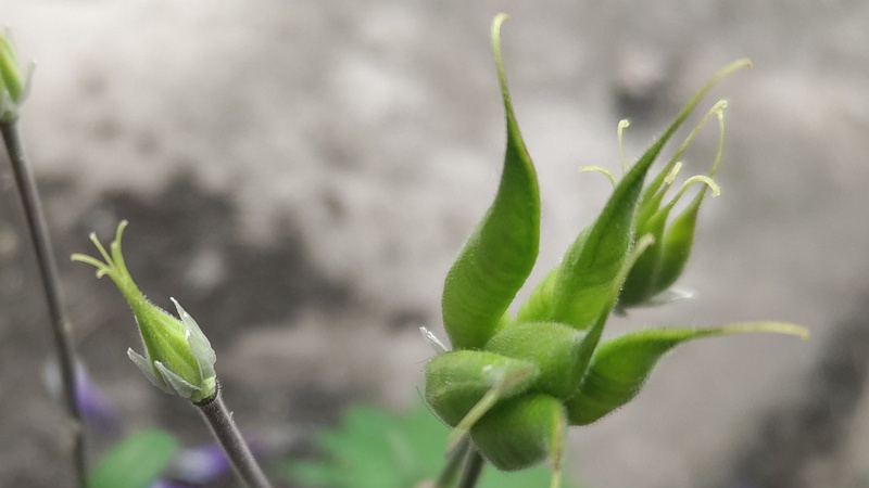 セイヨウオダマキの葉と果実 横浜市旭区中希望が丘