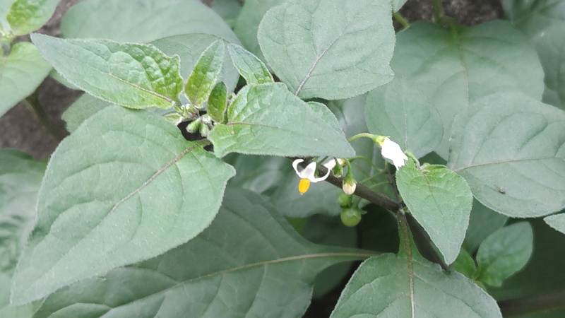 イヌホオズキの花 横浜市旭区中沢町